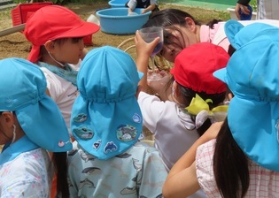 色水を見ている子どもたちの写真