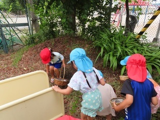 ヤマモモを拾っている子どもたちの写真
