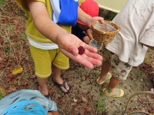 子どもが拾ったヤマモモの写真