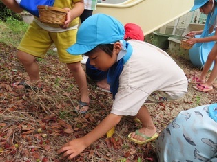 ヤマモモを拾っている子どもたちの写真