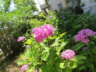 幼稚園のアジサイ広場の写真