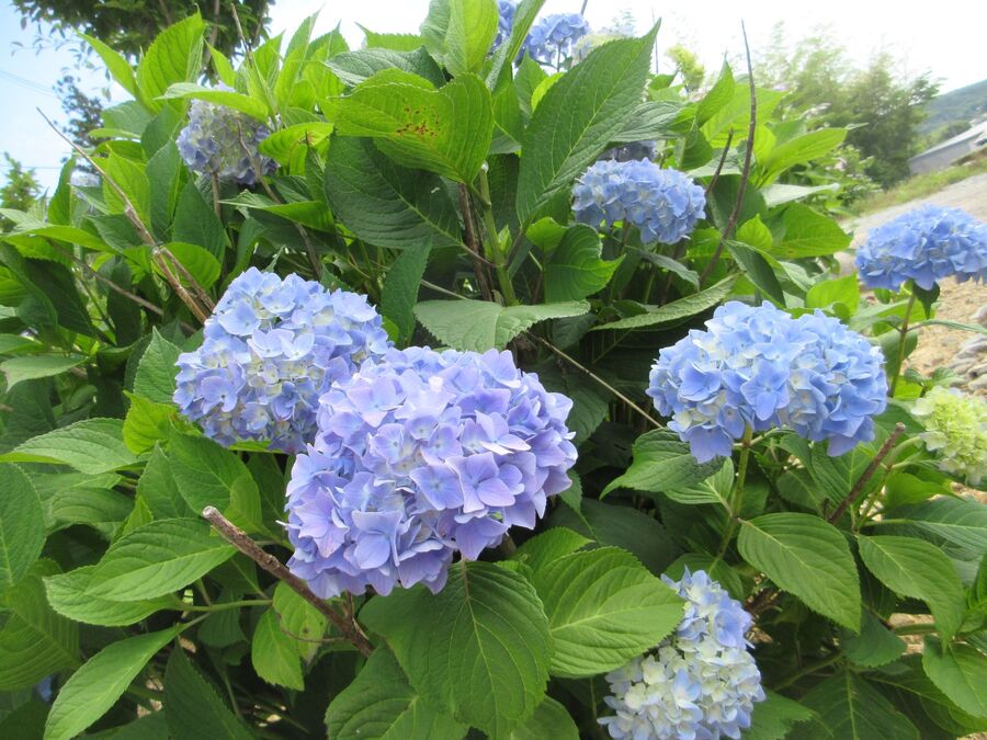 紫陽花きれい