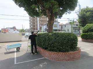 剪定作業