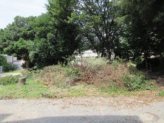 木の枝