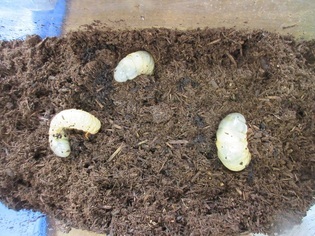 カブトムシの幼虫の写真