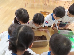 カブトムシを見ている子どもたちの写真