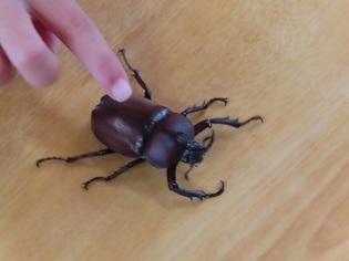カブトムシの写真