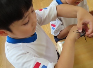 カブトムシと遊んでいる子どもたちの写真