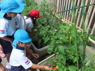 野菜を収穫している子どもたちの写真