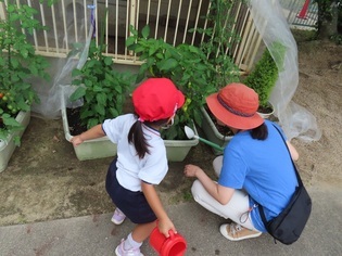 野菜を見ている子どもたちの写真