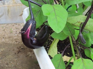 ナスの写真
