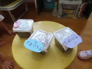 名札が付いたカブトムシのたまごのケースの写真