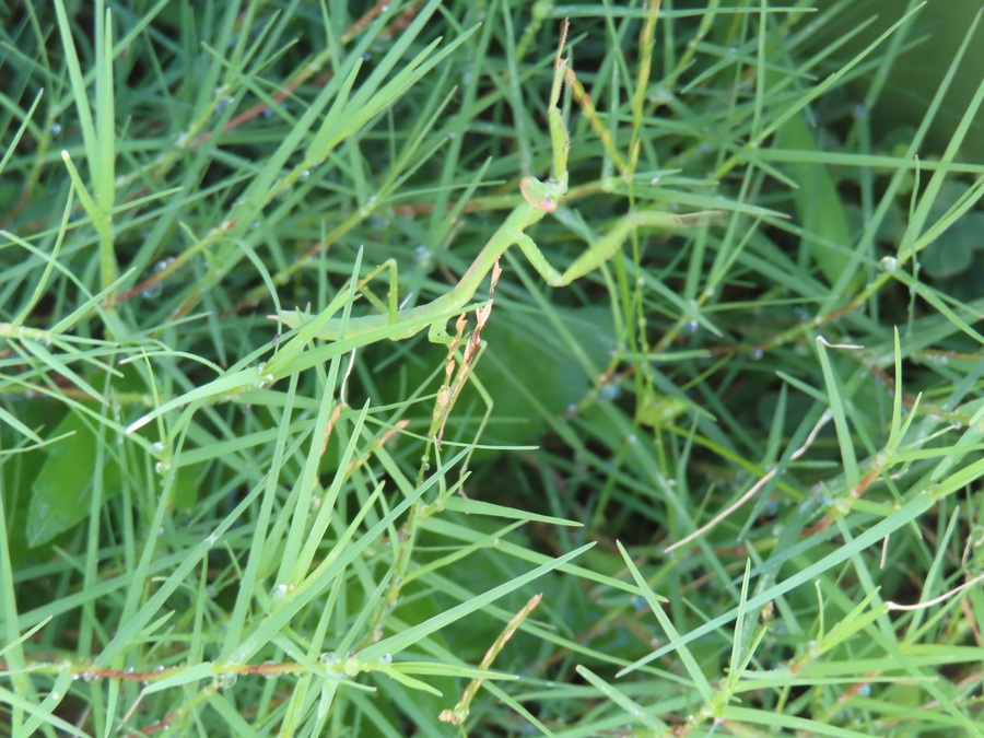 園庭のカマキリの写真
