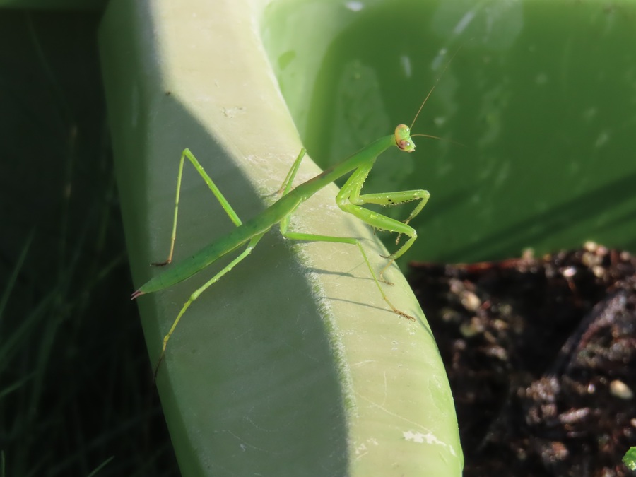 園庭のカマキリの写真