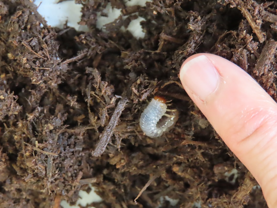 カブトムシの幼虫の写真