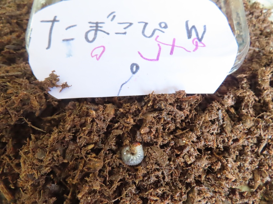 カブトムシの幼虫の写真