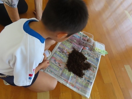 カブトムシの幼虫を見ている子どもの写真