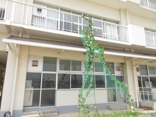 ヘチマ