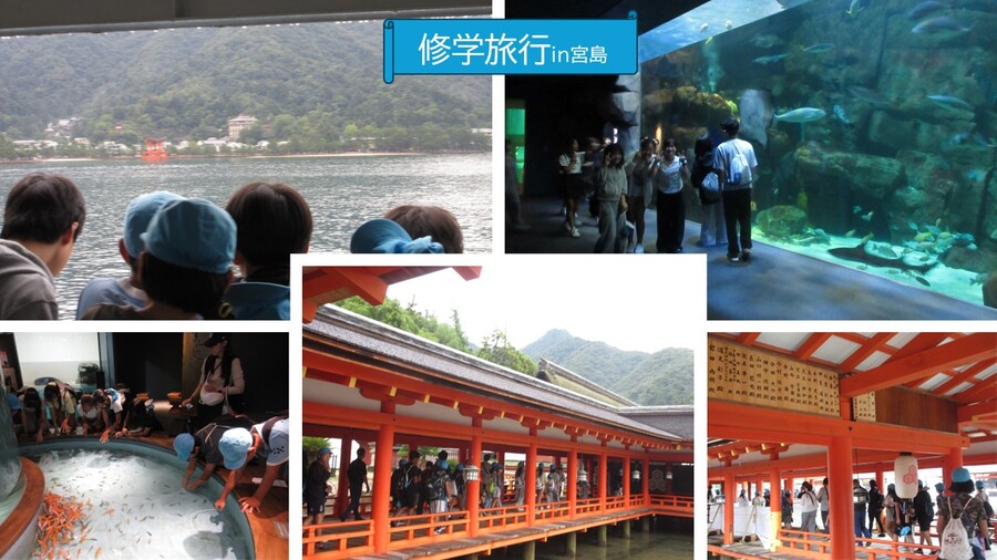 宮島で厳島神社と宮島水族館を見学している様子