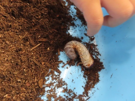 カブトムシの幼虫の写真