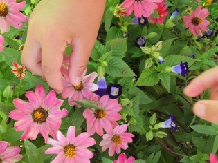 子どもたちが見付けたバッタの写真